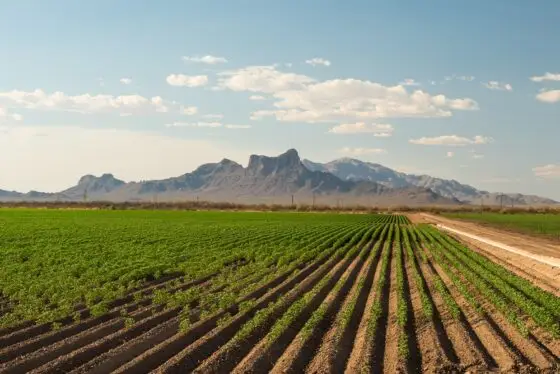 US-Iran Ceasefire, Strait of Hormuz, Food Security Insurance: Coalition against Fertilizer Shortages?
