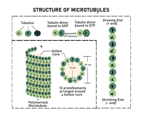 AI sentience, microtubules: Orch-OR consciousness, by Roger Penrose, Stuart Hameroff, flopped? AI sentience, microtubules: Orch-OR consciousness, by Roger Penrose, Stuart Hermroff, flopped?