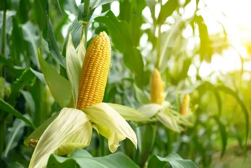 Solving Food Security in Venezuela, AI and Small Business Growth, 2026