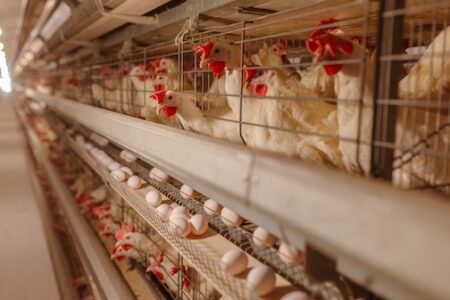 AI, Sentience: Did the New York Declaration on Animal Consciousness Flop?