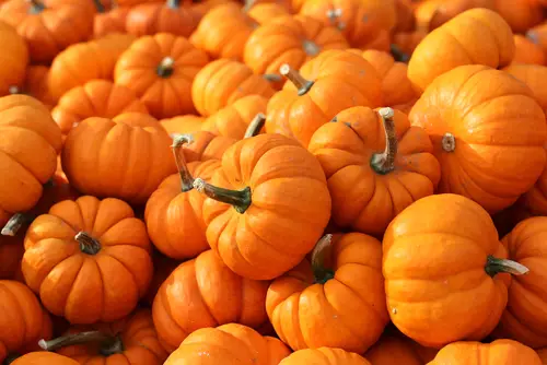 Register for the annual Pumpkin Splash