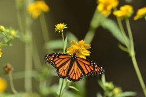 stock_azgame_monarchbutterfly