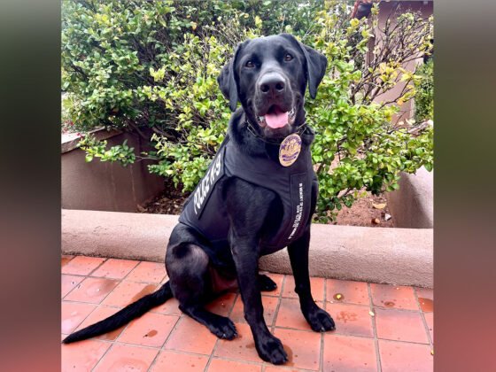 Sedona Police Department’s K9 Sam has received donation of body armor Sedona Police Department’s K9 Sam