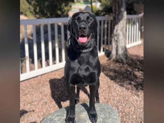 Sedona Police Department’s K9 Sam to get donation of body armor Sedona Police Department's K9 Sam