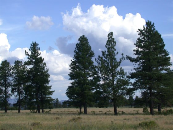Coconino County offices closed for Veterans Day Coconino County, Arizona