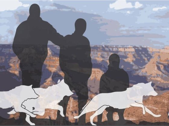 Navajo Story to Celebrate the Return of Wolves in the Southwest Grand Canyon Wolf Recovery Project