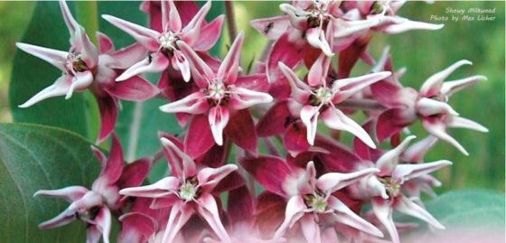 Showy Milkweed Photo by Max Licher