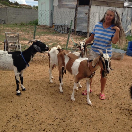 Monday at The Museum: Goat Milk Lotion-making stock museum GoatLotionMaking