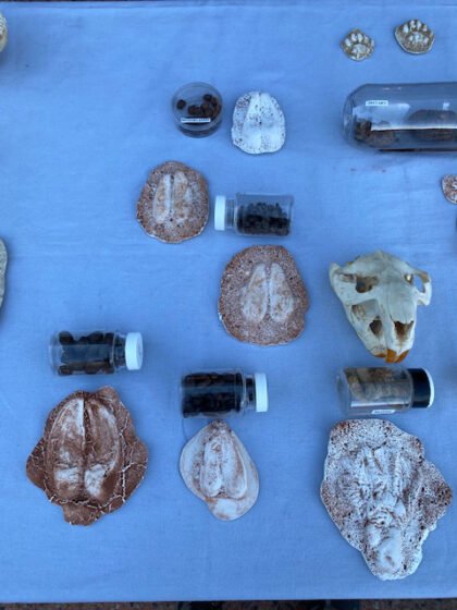 Monday at the Museum: Animal Tracks, Scat and Signs stock museum animaltracks