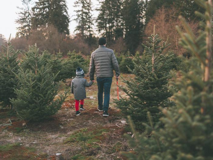 Coconino NF to sell limited number of Christmas tree permits